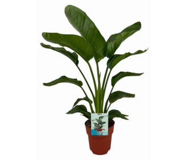 STRELITZIA NICOLAI