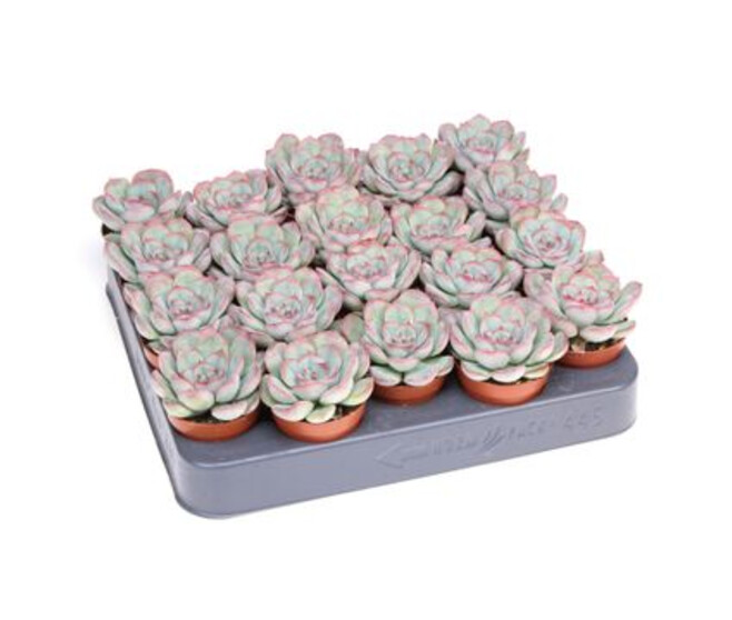 ECHEVERIA VARIES