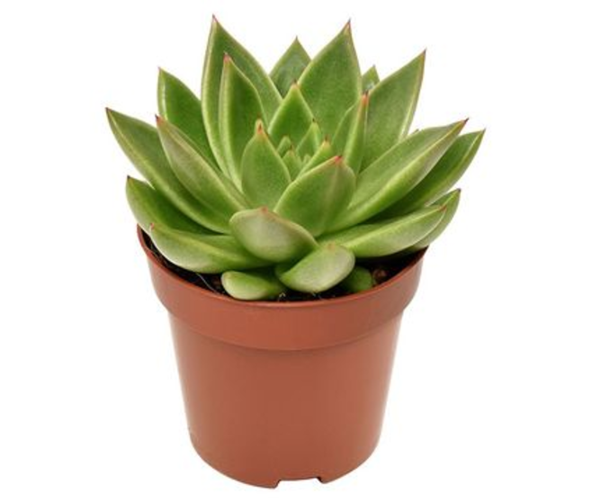 ECHEVERIA MIRANDA