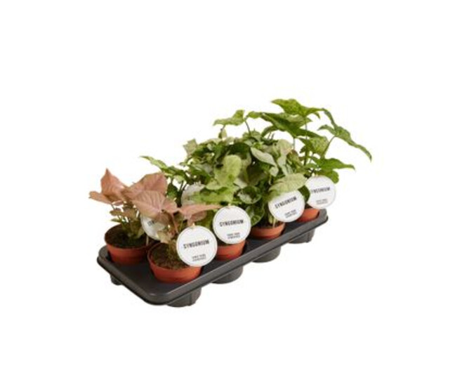 SYNGONIUM