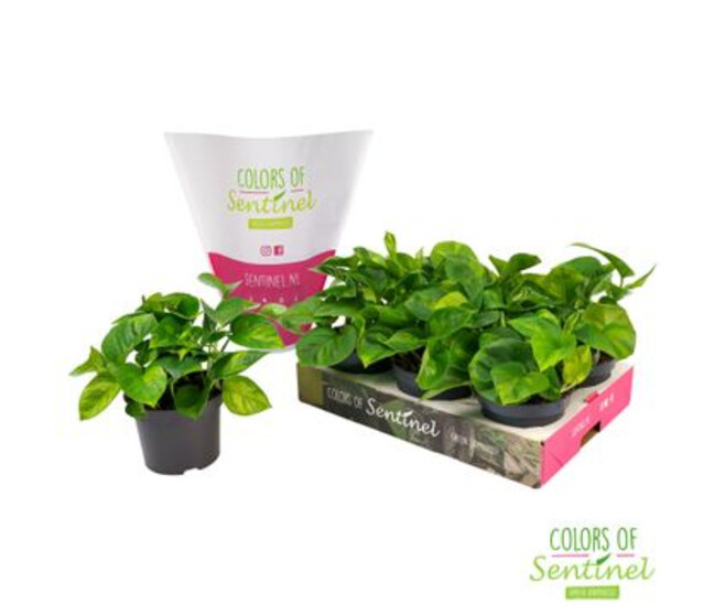 SCINDAPSUS GLOBAL GREEN