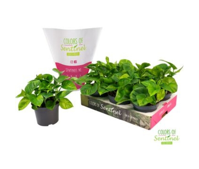 SCINDAPSUS GLOBAL GREEN
