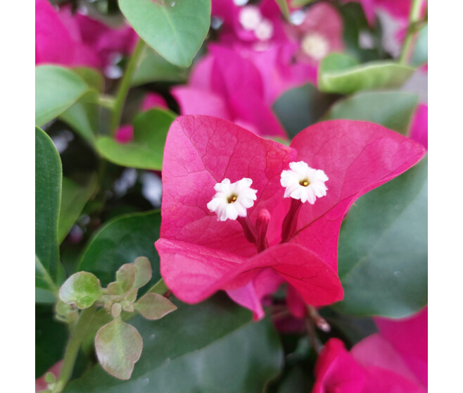 BOUGAINVILLIER 3COULEURS TRESSE