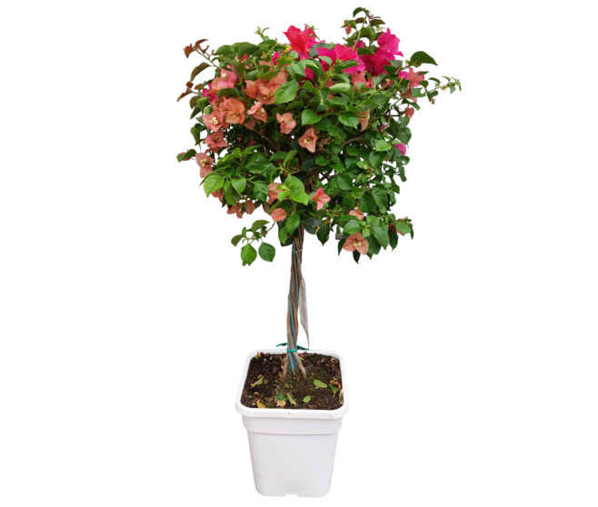 BOUGAINVILLIER 3COULEURS TRESSE