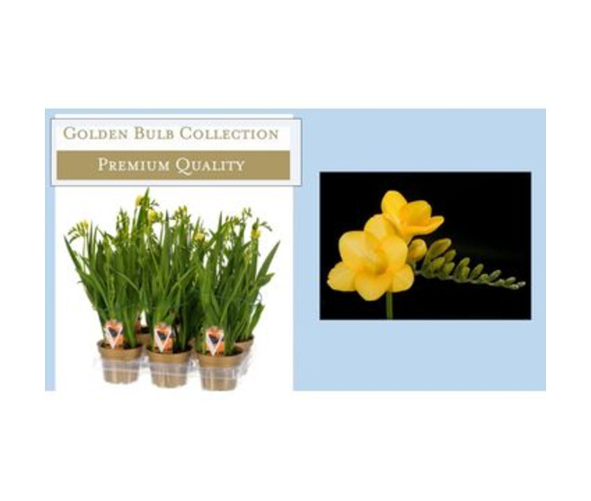 FREESIA JAUNE