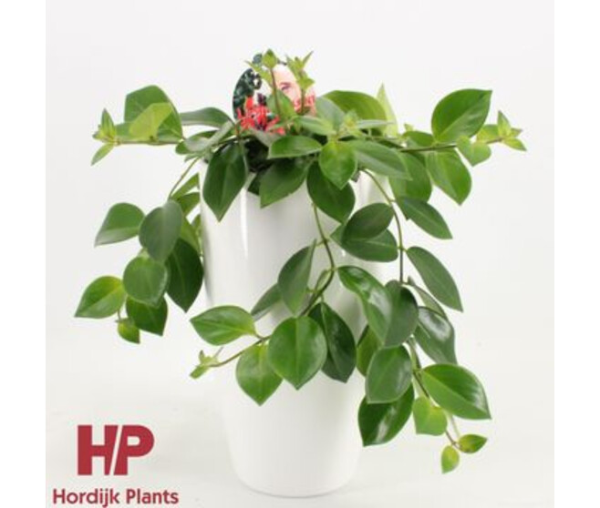 AESCHYNANTHUS MONA LISA CERAM