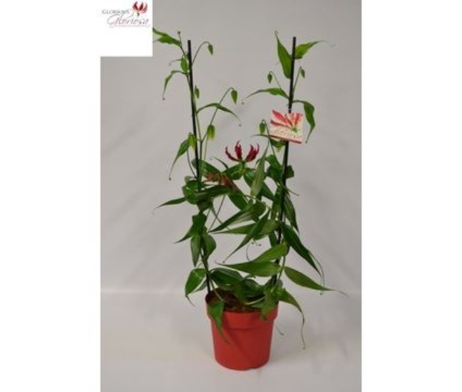 GLORIOSA ROUGE ARCEAU