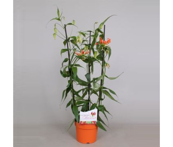 GLORIOSA ORANGE PYRAM