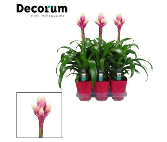 GUZMANIA CANDY CERAM