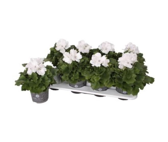 PELARGONIUM GRANDIFLORUM BLANCO