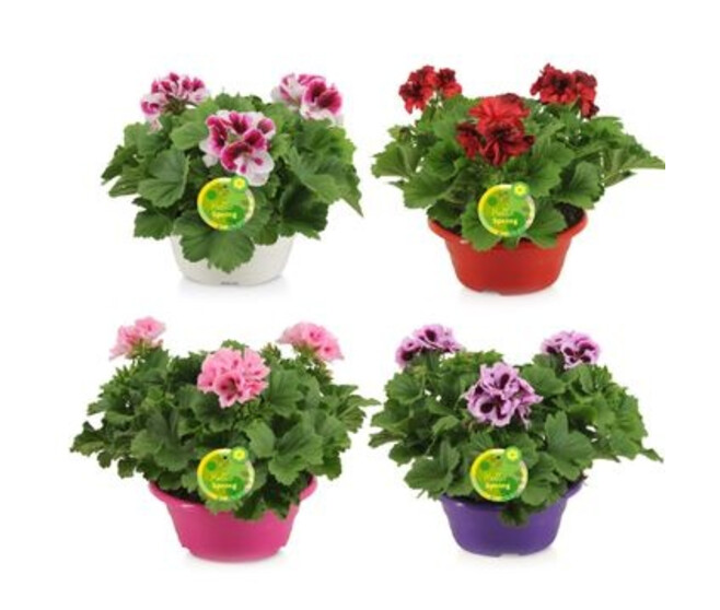 PELARGONIUM GRANDIFLORUM X3 COUPE