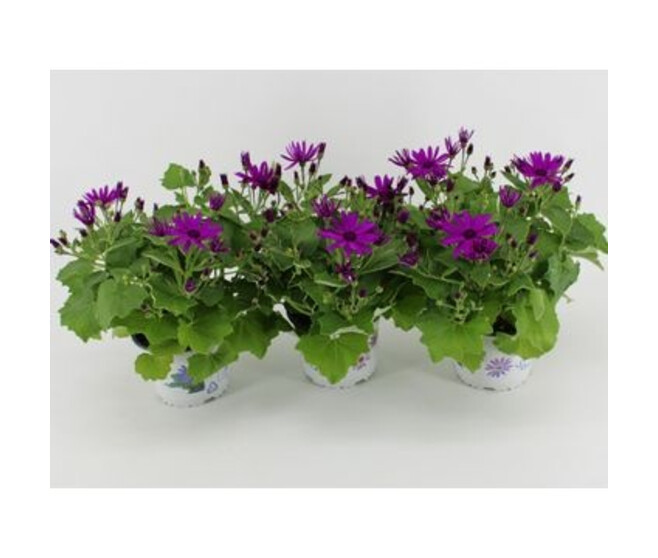 CINERAIRE FLEURI MAGENTA