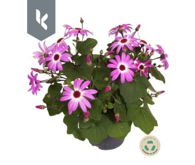 CINERAIRE FLEURI ROSE