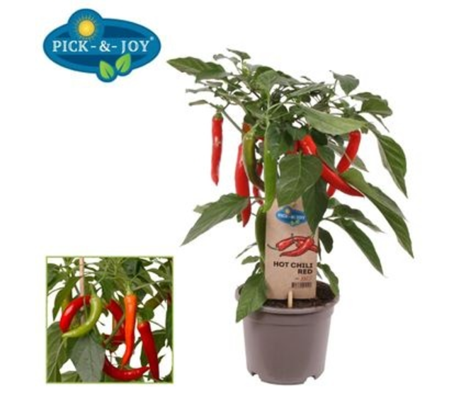 PIMENT HOT CHILI RED