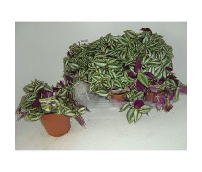 TRADESCANTIA ZEBRINA