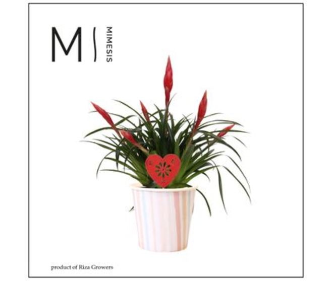VRIESEA ASTRID P DECO