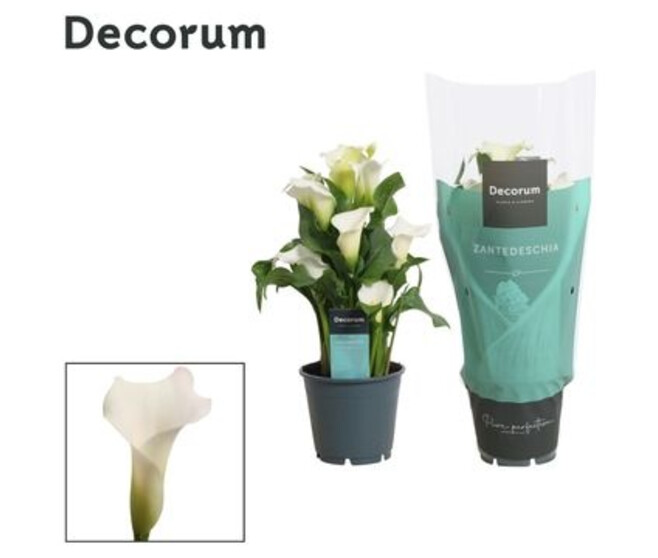 ARUM BLANC