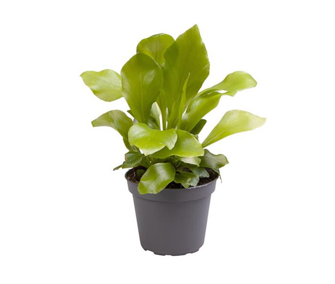 ASPLENIUM NIDUS