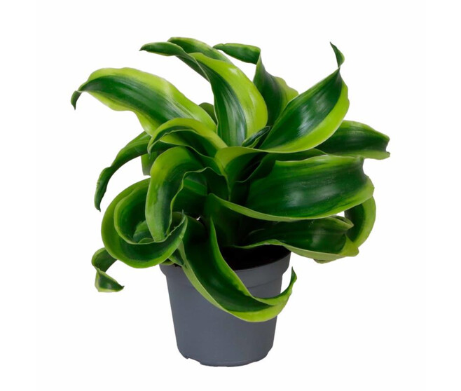 DRACAENA DRAGON TORNADO
