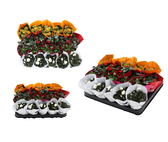 PLANTES FLEURIES VARIEES