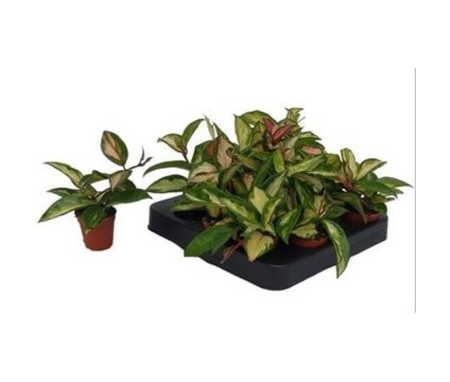 HOYA CARNOSA TRICOLOR