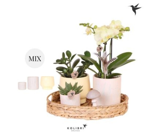 COMPO 3PLANTES SUPPORT OSIER