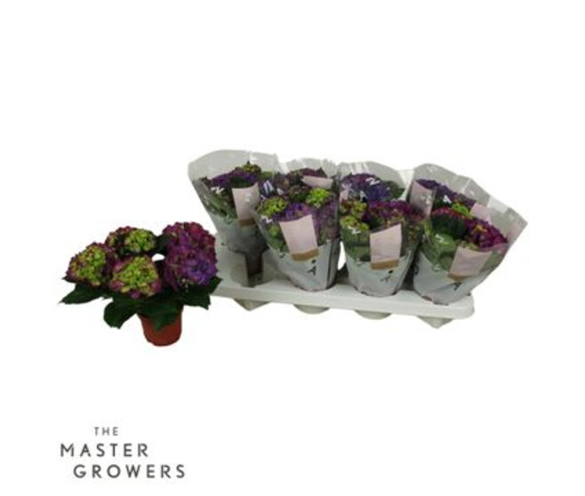 HORTENSIA NINGDO 3FL+
