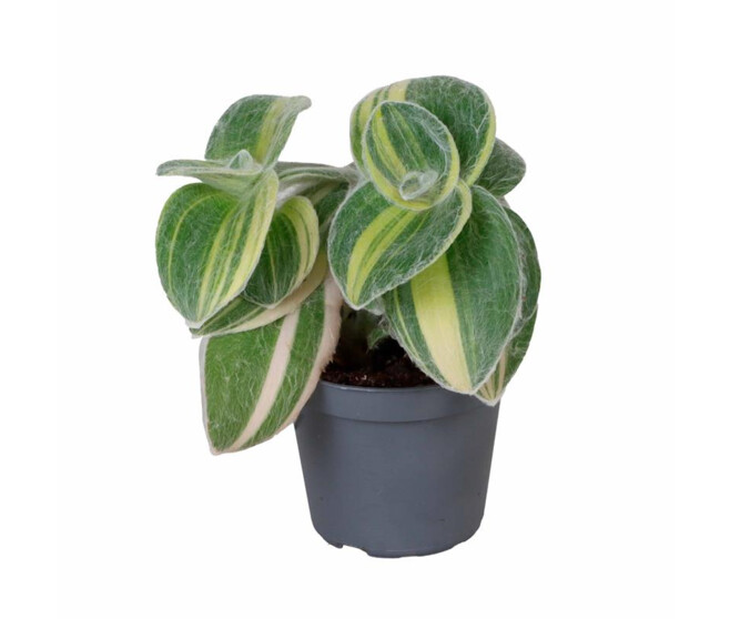TRADESCANTIA SILLAMONTANA