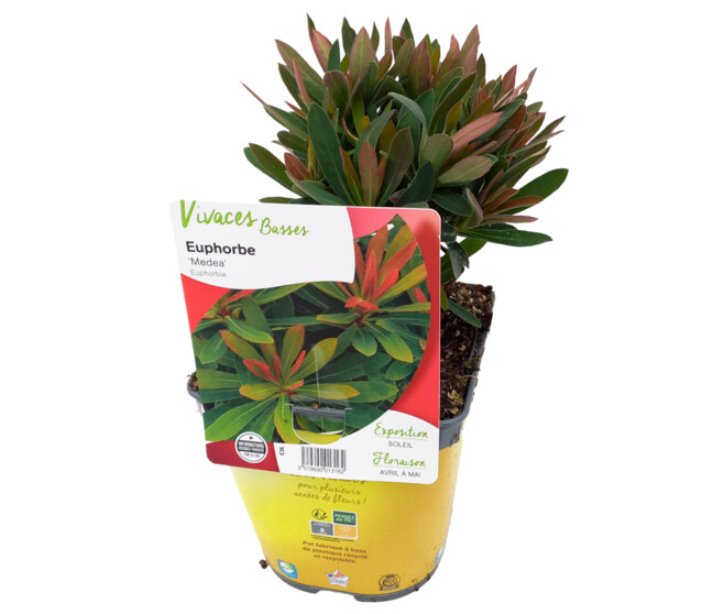 EUPHORBIA MEDEA