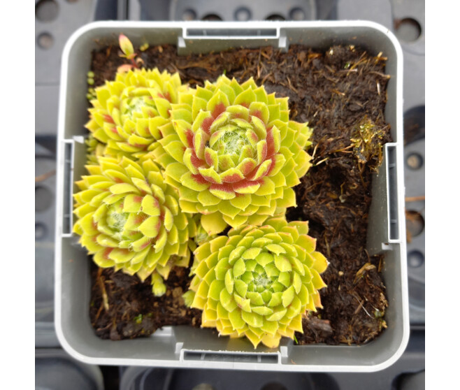 SEMPERVIVUM LEMON FLARE