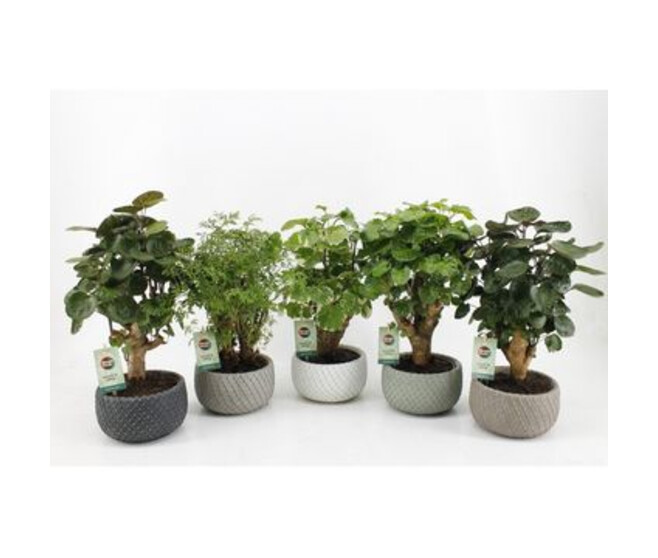 ARALIA POLYSCIAS CERAM