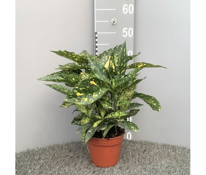 AUCUBA JAPONICA