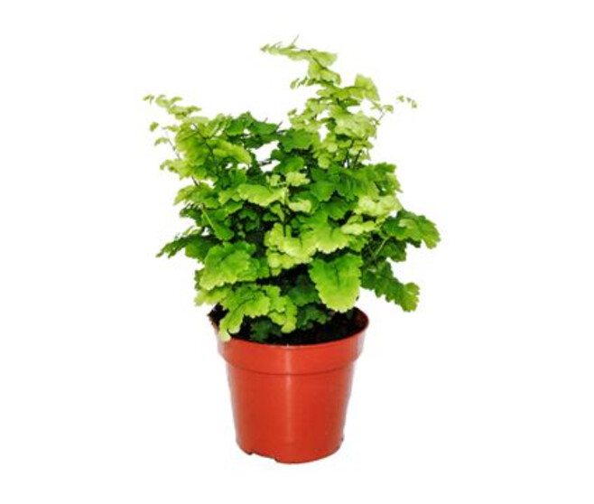 ADIANTUM MONOCOLOR