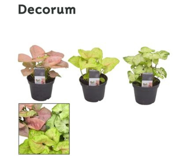 SYNGONIUM VARIE