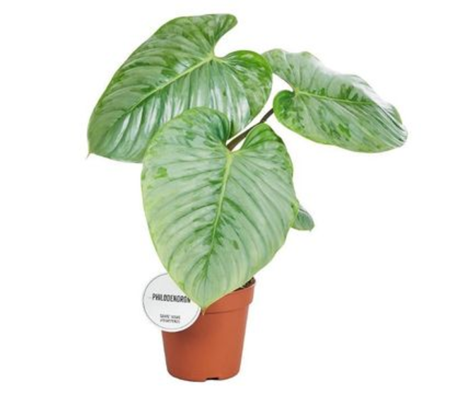 PHILODENDRON SODIROI