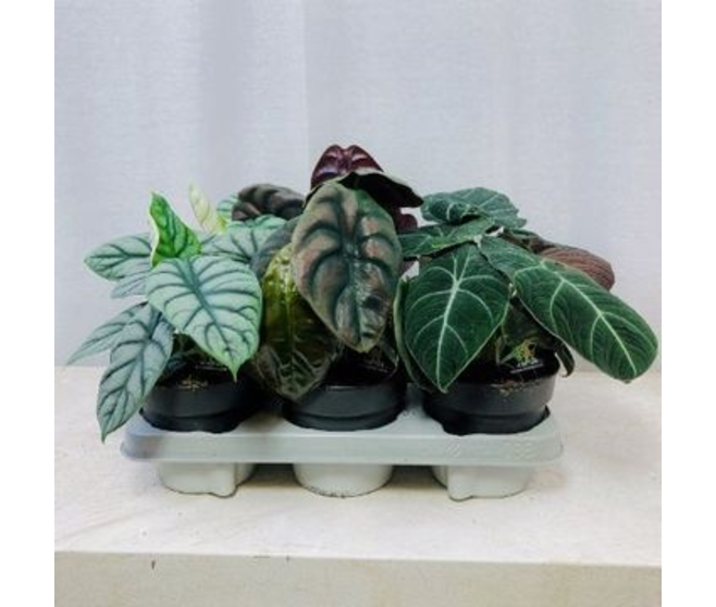 ALOCASIA LUXE VARIE