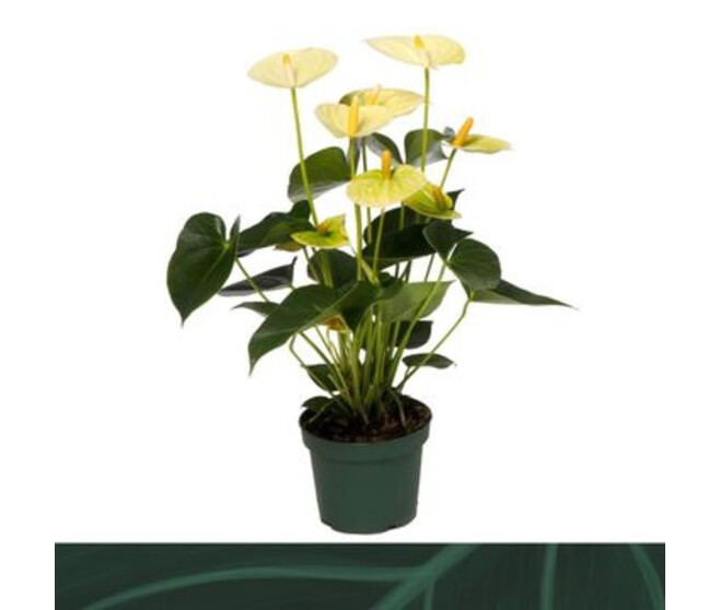 ANTHURIUM ANDREANUM VANILLA JAUNE