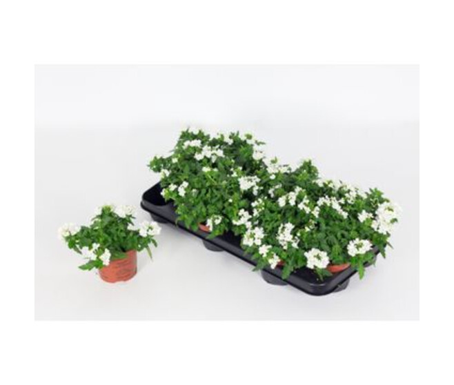 VERVEINE VARIES
