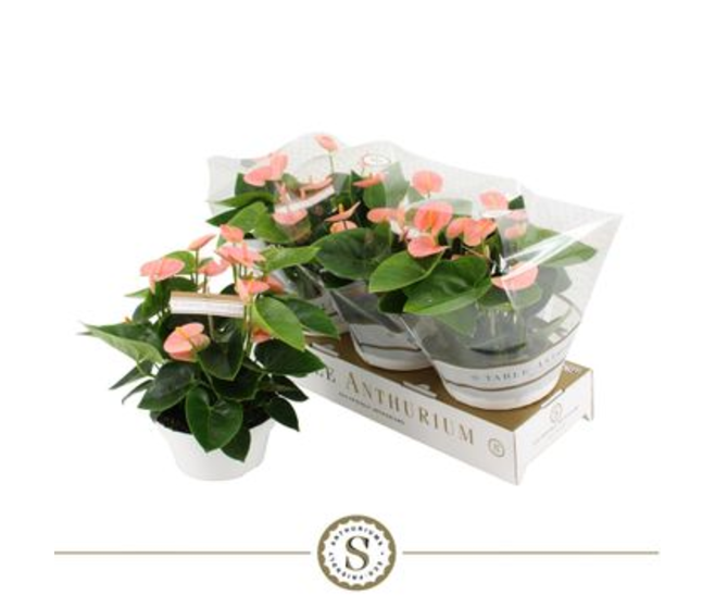 ANTHURIUM ANDREANUM SPIRIT ROSE