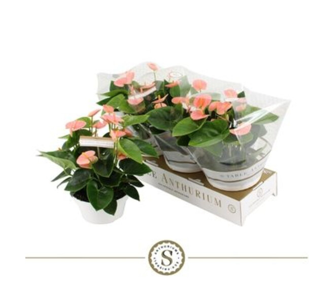 ANTHURIUM ANDREANUM SPIRIT ROSE