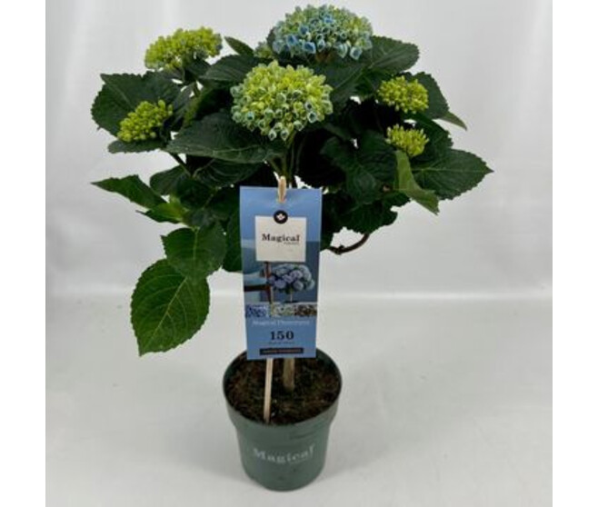 HORTENSIA MAGICAL BLEU 5FL