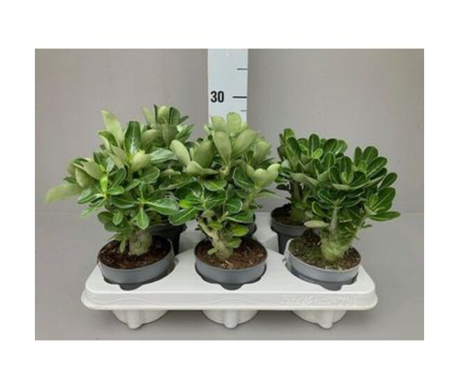 ADENIUM OBESUM