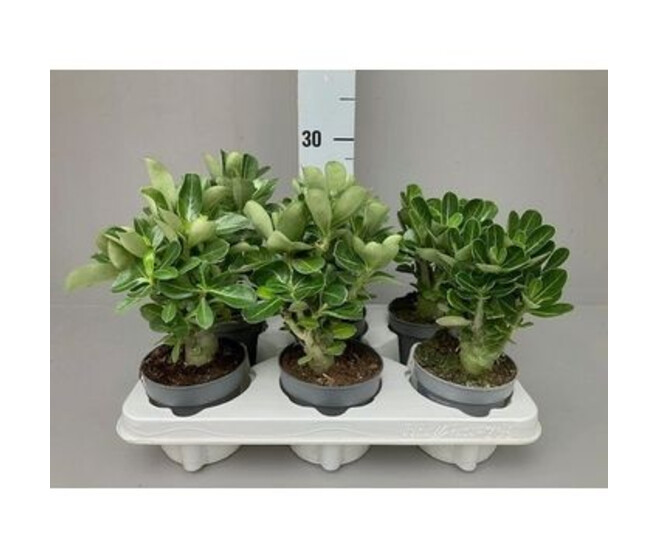 ADENIUM OBESUM