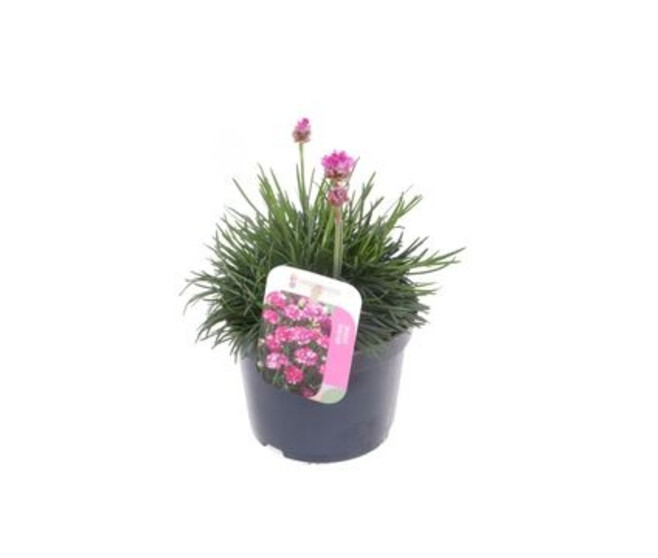 ARMERIA SPLENDENS