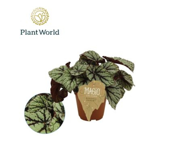 BEGONIA REX DARK FEDOR