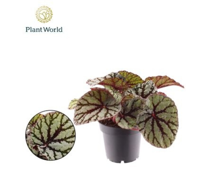 BEGONIA REX DARK FEDOR
