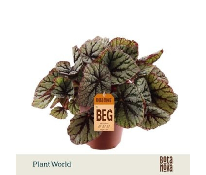 BEGONIA REX DARK FEDOR