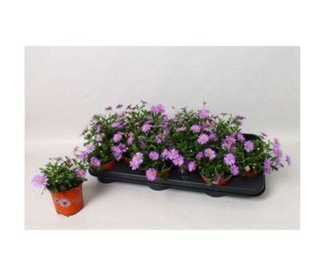 BRACHYSCOME VIOLET