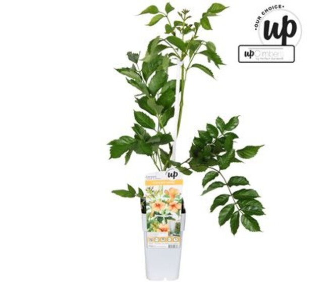 CAMPSIS INDIAN SUMMER