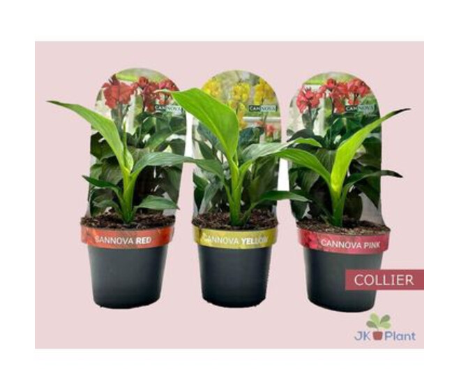 CANNA VARIE